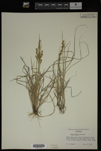 Carex garberi image