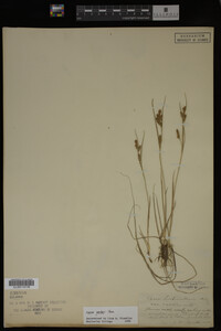 Carex garberi image