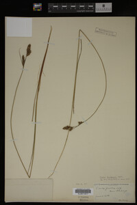Carex buxbaumii image
