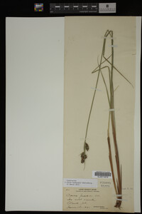 Carex buxbaumii image