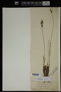 Carex buxbaumii image