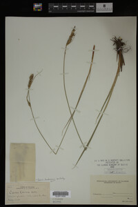 Carex buxbaumii image