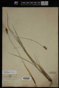 Carex buxbaumii image