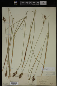 Carex buxbaumii image