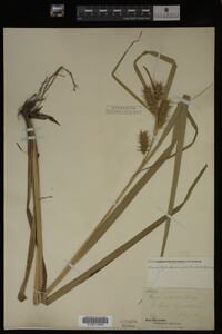 Carex gigantea image
