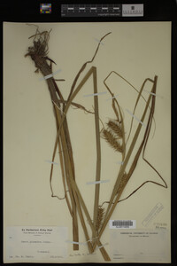 Carex gigantea image