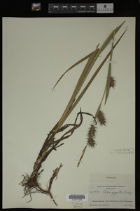 Carex gigantea image