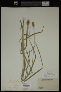 Image Associated With the Occurrence