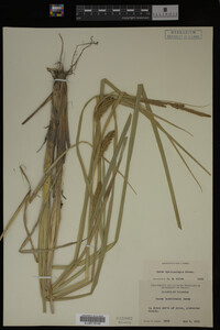 Carex hyalinolepis image