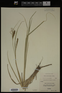 Media resource of Carex hyalinolepis