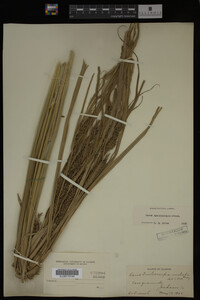 Carex hyalinolepis image