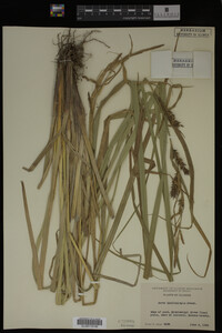 Carex hyalinolepis image