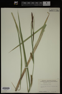 Media resource of Carex lacustris