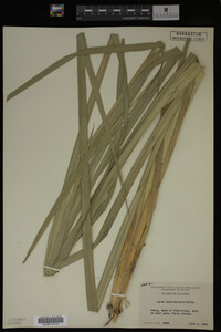Carex hyalinolepis image