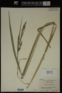 Carex hyalinolepis image