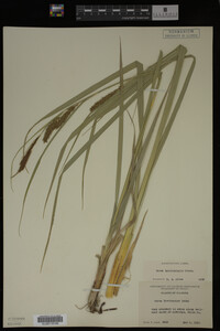 Carex hyalinolepis image