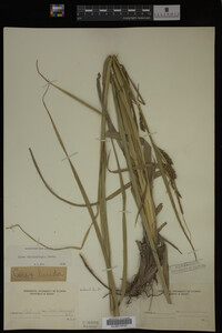 Carex hyalinolepis image