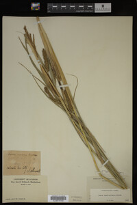 Carex hyalinolepis image