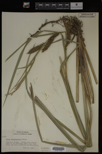 Carex hyalinolepis image