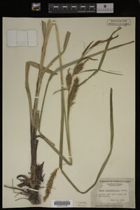 Carex hyalinolepis image