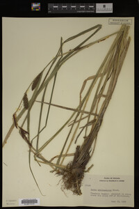 Carex hyalinolepis image