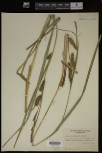 Carex hyalinolepis image
