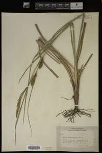 Carex hyalinolepis image