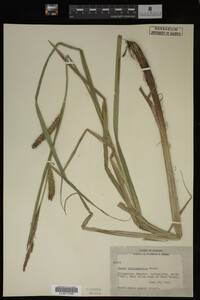Carex hyalinolepis image