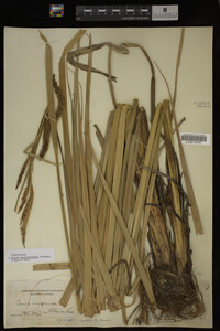 Carex hyalinolepis image