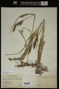Carex hyalinolepis image