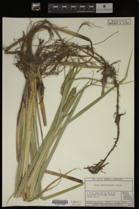 Carex hyalinolepis image