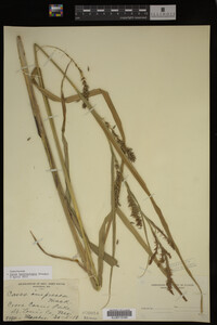 Carex hyalinolepis image