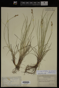 Carex inops image