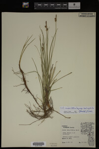 Carex inops image