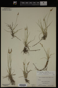 Carex inops subsp. heliophila image