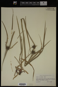 Carex intumescens image