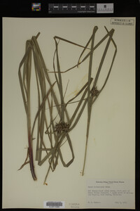 Carex intumescens image