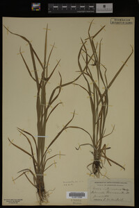 Carex intumescens image
