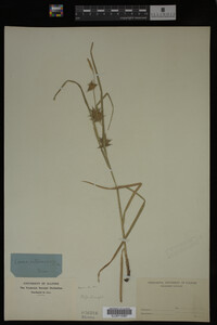 Carex intumescens image