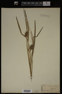 Carex intumescens image
