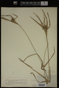 Carex intumescens image
