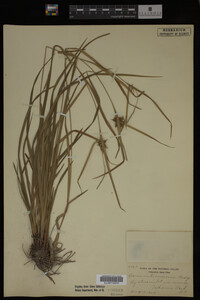 Carex intumescens image