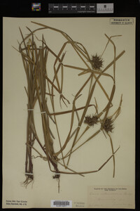 Carex intumescens image