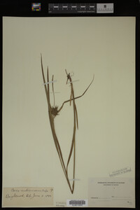 Carex intumescens image