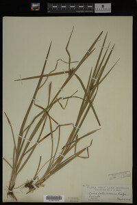 Carex intumescens image