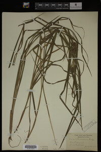 Carex intumescens image