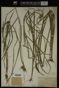 Carex intumescens image