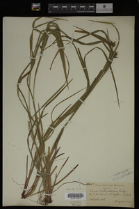 Carex intumescens image