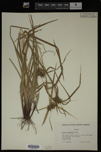 Carex intumescens image