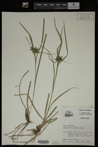 Carex intumescens image